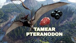 COMO TAMEAR UN PTERANODONTE  FACIL Y RAPIDO  Ark Mobile [upl. by Allys]