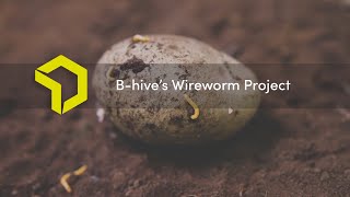 Wireworm Project from Bhive [upl. by Boonie3]