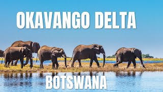 Okavango Delta Africa’s Hidden Oasis of Life and Wonder [upl. by Reube]