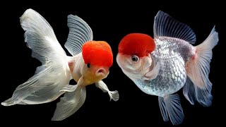 Redcap Oranda Goldfish Breeding pair  গোল্ডফিশ রেডক্যাপ প্রজননডিম পাড়ার আগের মুহূর্তে [upl. by Kazue544]