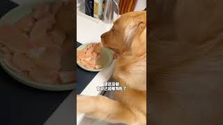 饭还没做，食材已经被狗偷吃了The ingredients have been stolen by the dog goldenretriever pets puppy [upl. by Anisamoht]