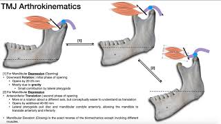 TMJ Biomechanics  Mandibular Elevation [upl. by Blanch]