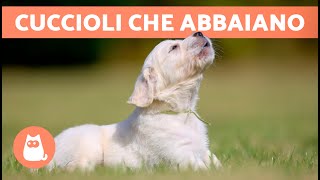 CUCCIOLI di CANE che ABBAIANO 🐶 🔊 Tenerissimi e adorabili [upl. by Antonina]