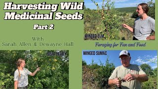 Harvesting Wild Medicinal Plant Seeds Part 2 [upl. by Nareik]