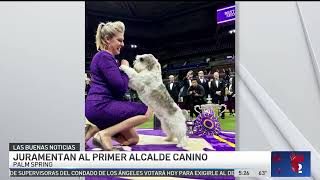 Juramentan al primer alcalde canino en California [upl. by Atinauj]