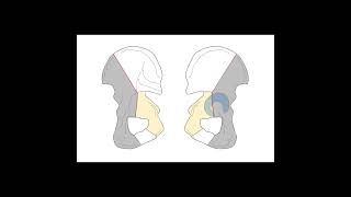 Reviewing acetabular fractures in one minute [upl. by Leacim]