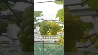 Varietas anggur import dengan aroma muscat yang kuat fruit garden gardening fyp kebunanggur [upl. by Eirollam]