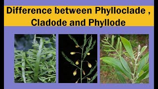 Difference between phylloclade  cladode and phyllode [upl. by Placida]