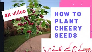 How To Plant Cherry Seeds  Seed Plantation 2019 [upl. by Larimore561]