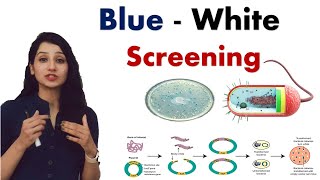 BLUE WHITE SCREENING I Recombinant DNA Technology I RDT I Biotechnology [upl. by Llesig497]