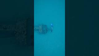 Was chasing a flounder do you see that huge shark at the end  I didn’t 😅 shark freediver [upl. by Dasya25]