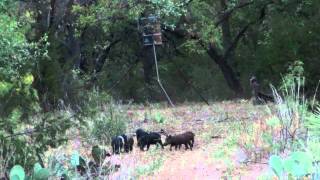 Hog Hunting Texas 2 Pocket Pig Boar Down [upl. by Eyla]