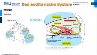 Neurophysiologie ─ Das auditorische System [upl. by Charmine]