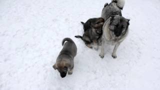 Norwegian Elkhound Pups at 7 Weeks [upl. by Ardnasac]