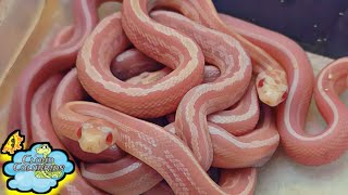 Cloud Colubrids first clutch of the 2024 Baby Snakes [upl. by Dutch211]