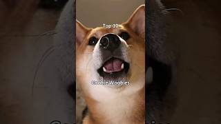 Top 10 Goobie Woobies extremely scary dog shiba [upl. by Aseena]