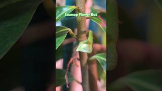 3 years old Soursop Tree with flower buds gardening [upl. by Ainolloppa]