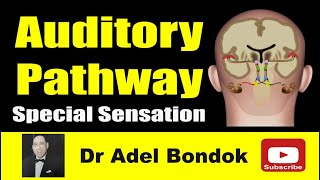 Auditory Pathway Dr Adel Bondok [upl. by Nomaj199]