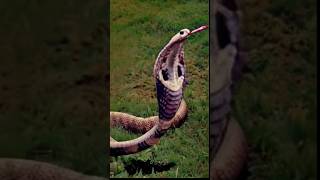 Nagin 🐍nagin cobra nagnagmani sneks shorts diyasahuytv [upl. by Annyahs]