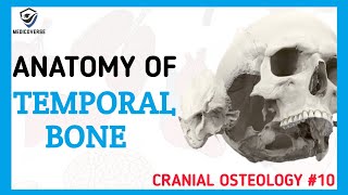 Temporal Bone Anatomy  Cranial Osteology 10 [upl. by Yank]