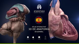 Anatomyka Academic PRO ES 12  ¡ahora en español [upl. by Dawna759]