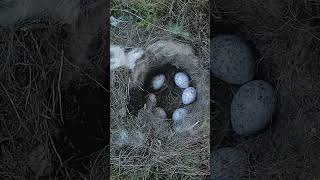 This is how Great Tit’s eggs 🪺 look like birds nest egg nature [upl. by Ettenyl]