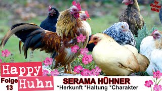 E117 Moderne Englische Zwergkämpfer im Rasseportrait  HAPPY HUHN  Kämpfer Kampfhühner MEZK Hühner [upl. by Undry]