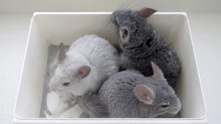 Chinchilla Dust Bath Tutorial [upl. by Aitrop]