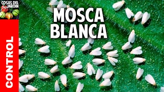 Cómo controlar la mosca blanca en limonero tomate plantas en general cosasdeljardin [upl. by Neirad]