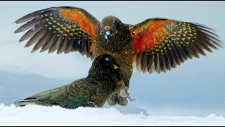 Kea Parrots Play With Snowballs amp Discover One To Be Particularly Intriguing [upl. by Allekram]