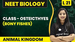 Class  Osteichthyes Bony Fishes  Animal Kingdom  L21  NEET Biology [upl. by Elnora]