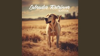 Labrador Retriever [upl. by Tudela]