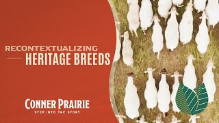 Conner Prairie  Recontextualizing Heritage Breeds [upl. by Alliw396]