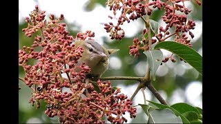 Redeyed Vireos a Blackpoll Warbler and Two Tanagers [upl. by Nylek]