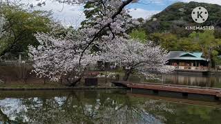 桜と牡丹【鶴岡八幡宮 神苑ぼたん庭園にて】 [upl. by Adanar532]