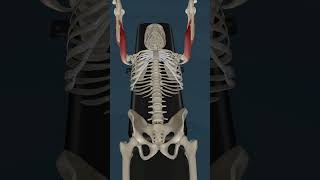 3D Sports Anatomy  Exercise your triceps 3d anatomy 3danatomy [upl. by Iidnarb43]