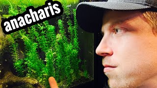 Anacharis Plant Care  Beginner Guide [upl. by Audris]