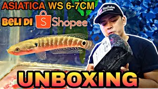 BEGINI KONDISI BELI IKAN CHANNA ASIATICA WS DI SHOPEE PACKING KACAUU [upl. by Vilhelmina]