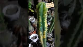 Trichocereus Pachanoi San Pedrocactus suculentaslovers [upl. by Acessej]