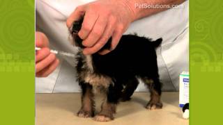 PetSolutions How to Give Your Dog or Puppy Medicine [upl. by Paddy]