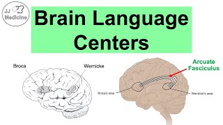 Brain Language Centers Broca’s Area Wernicke’s Area Angular Gyrus amp Arcuate Fasciculus [upl. by Assej]