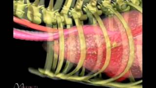 VetStems Tracheal Collapse Animation Edited [upl. by Hsakiv]