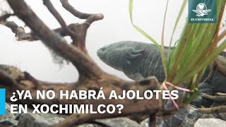 Alerta UNAM desaparición de ajolotes en canales de Xochimilco para 2025 [upl. by Irisa529]