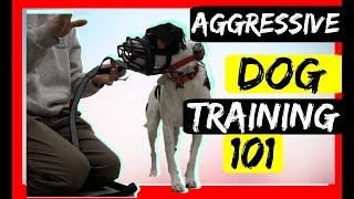 Stop Serious Dog Aggression with an Ecollar  Dog aggression Ecollar correction tutorial [upl. by Brighton781]