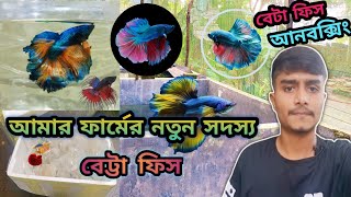 আমার ফার্মের নতুন সদস্য বেটা ফিস  নতুন ফাইটার ফিস আনলাম  Betta fish Unboxing  নতুন ছেটাপ দিলদম [upl. by Direj]