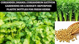 Coriander  Dhania  Coriandrum sativum Gardening on a Budget Repurpose Plastic Bottles for Fresh [upl. by Sulecram]