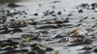 Salmon Forest official trailer a film by Ocean Pix [upl. by Akciret]