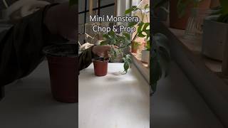 CHOPPING Mini Monstera shorts plants plantcare propagation repotting [upl. by Nad998]