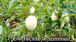 la pomme de Baleveng une pomme aux milles vertus😘😋🍏🍏🍏🍏🍏 [upl. by Mirilla]