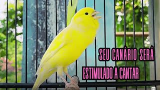 Canário Belga cantando para Treinar Canários Jovens e Silenciosos a Cantar Diretamente 38 [upl. by Suedaht]